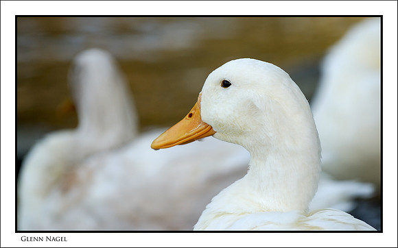 Profile of a duck