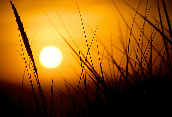 Oregon sunset through grass
