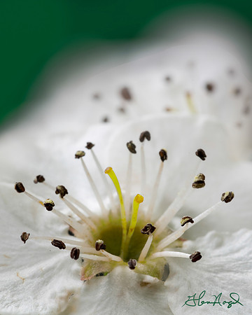 Pear Tree Blossom