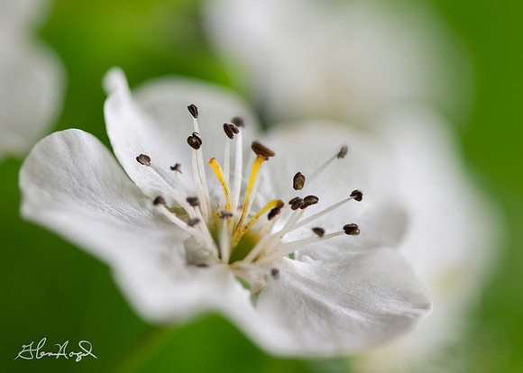 Pear Tree Blossom