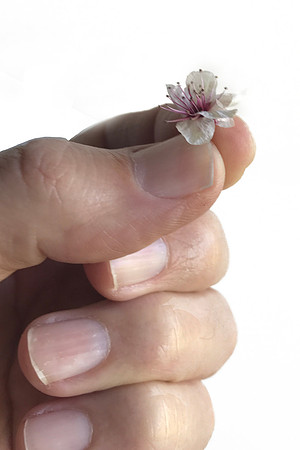 Really Tiny Flower
