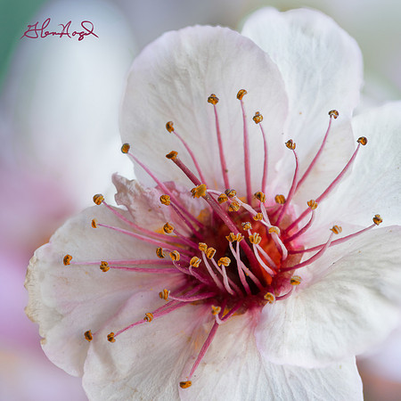 Purple and white flower