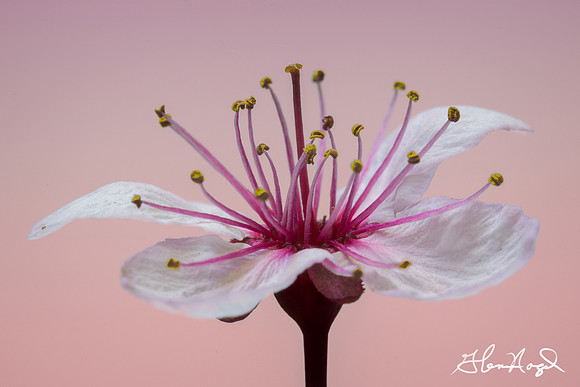 Purple and white flower