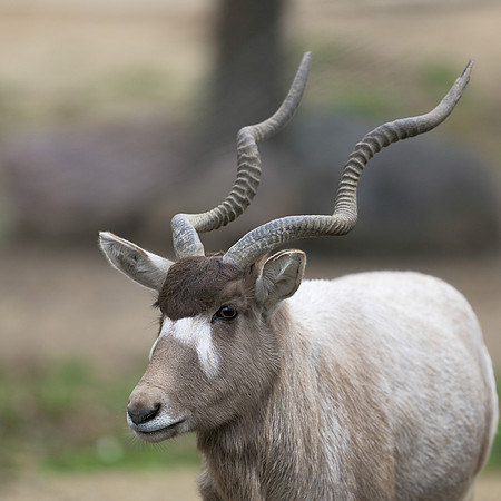 Addax