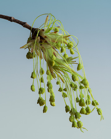Green branch