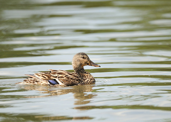Floating duck