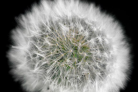 Dandelion clock