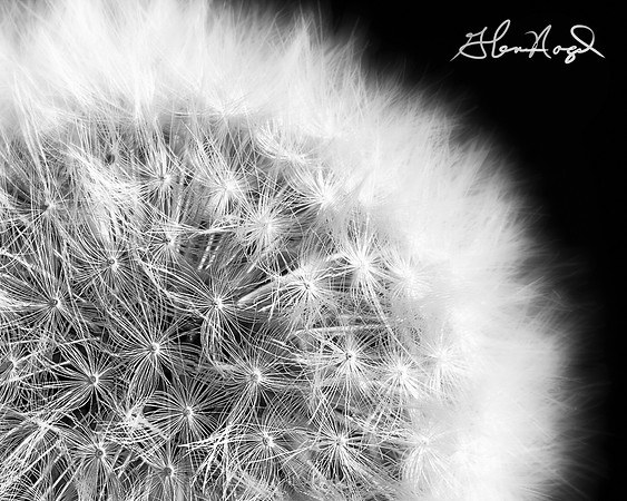 Dandelion clock