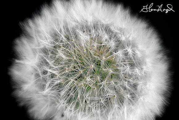 Dandelion clock