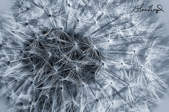 Dandelion clock