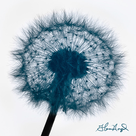 Dandelion clock