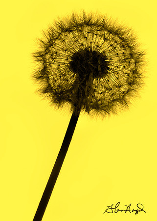 Dandelion clock