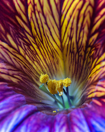 Psychedelic flower