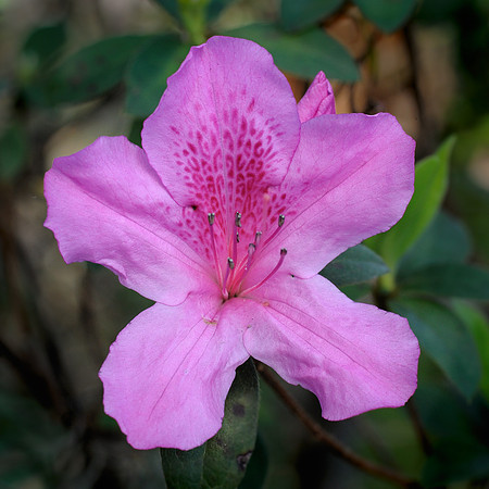 Purple flower