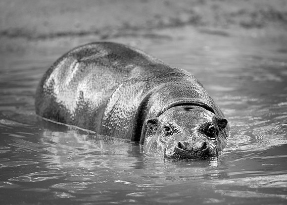 Pygmy hippo