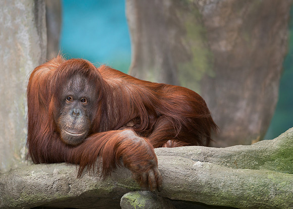 Orangutan