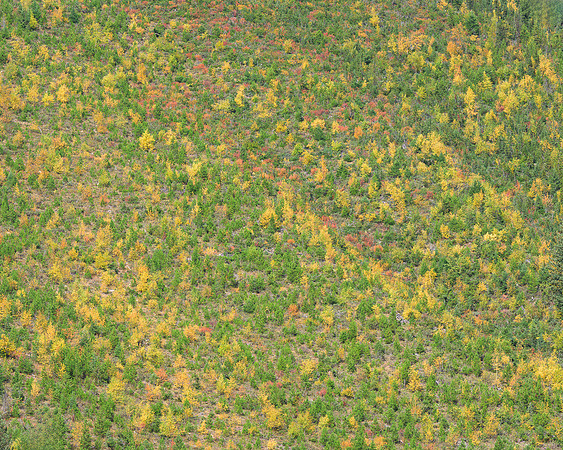 Mountainside foliage