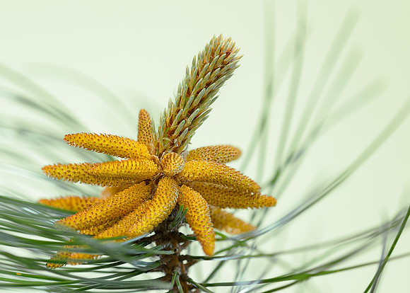 Pine tree buds