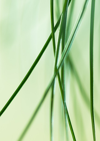 Pine needles