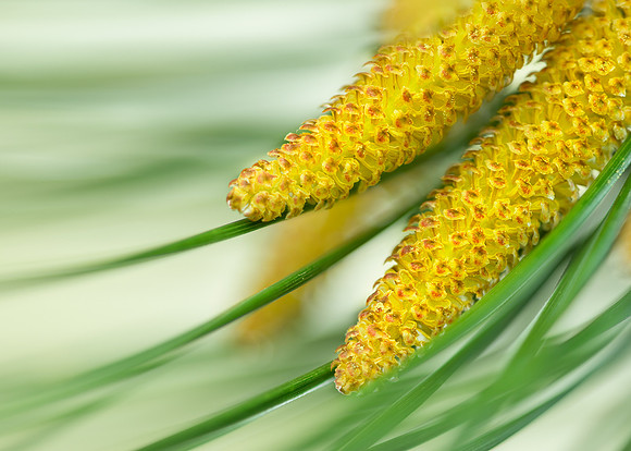 Pine tree buds