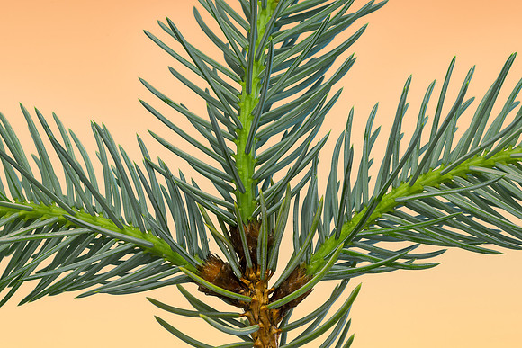 Spruce branch