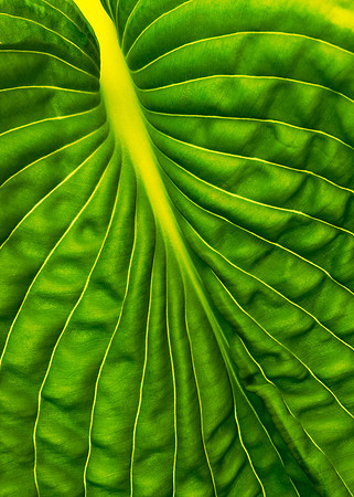 Green leaf