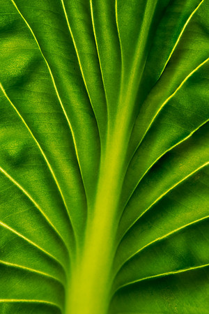 Green leaf