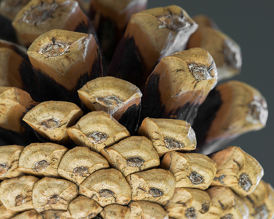 Pine cone