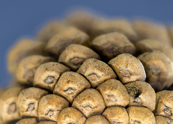 Pine cone