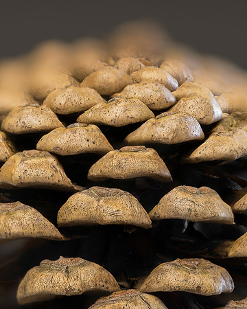 Pine cone