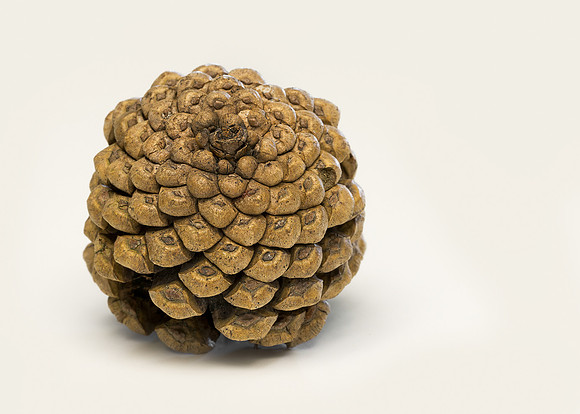 Pine cone