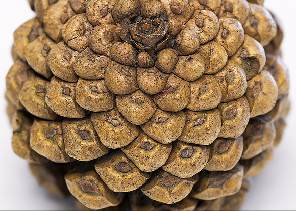 Pine cone