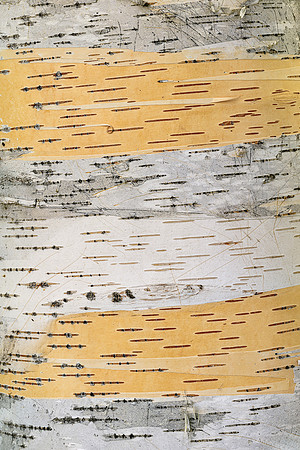 Birch Bark