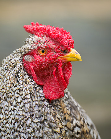 Rooster
