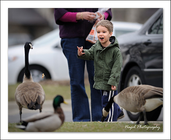 Feeding the ducks