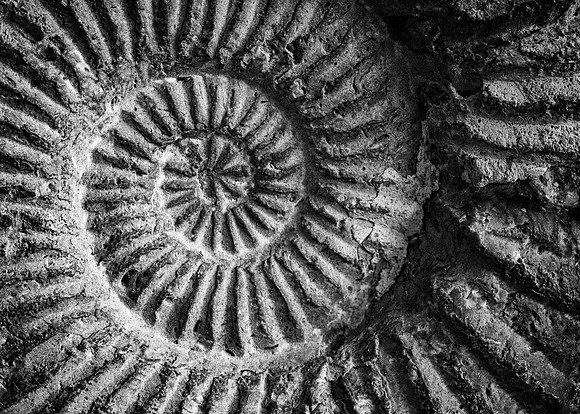 Spiral Shell