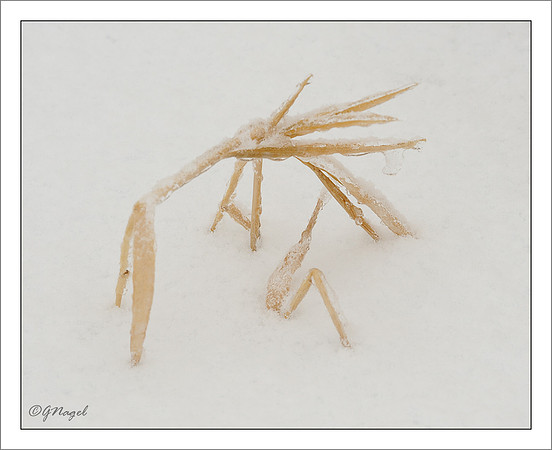 Frozen grass