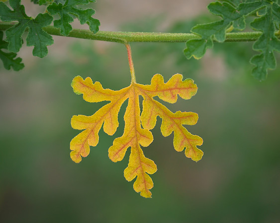 Hanging yellow leaf