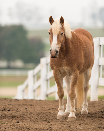 Belgian horse