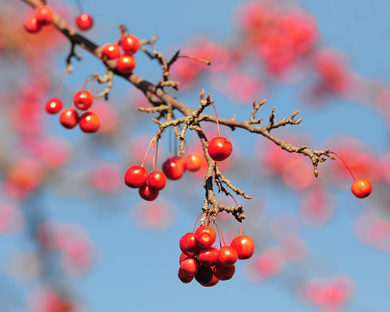 Red berries