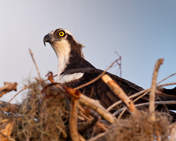Osprey in nest