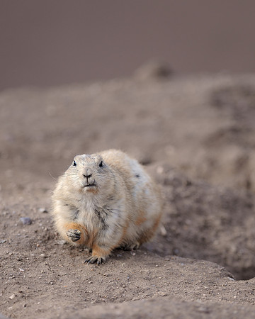 Black-tailed prairie dog