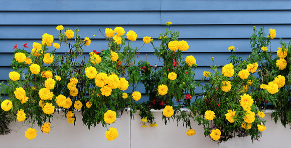 Yellow flowers