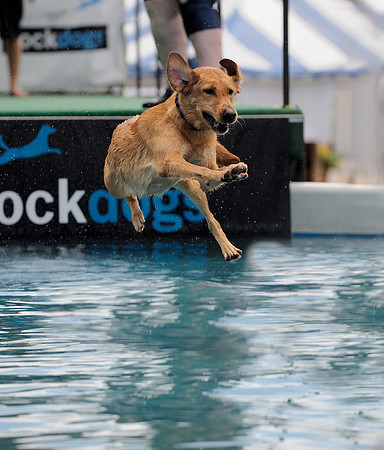 Dock dog