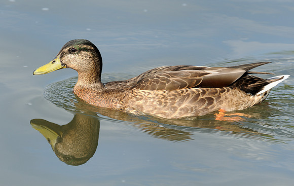 Duck