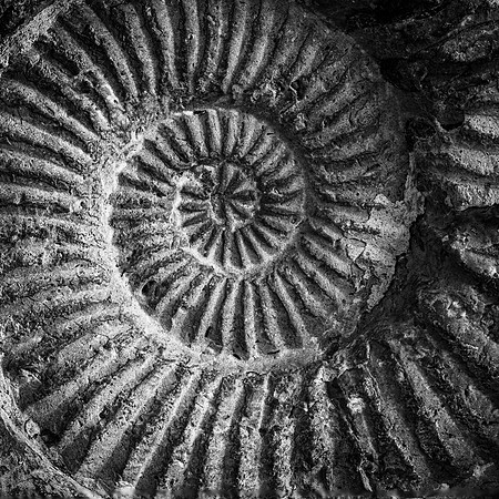 Spiral Shell
