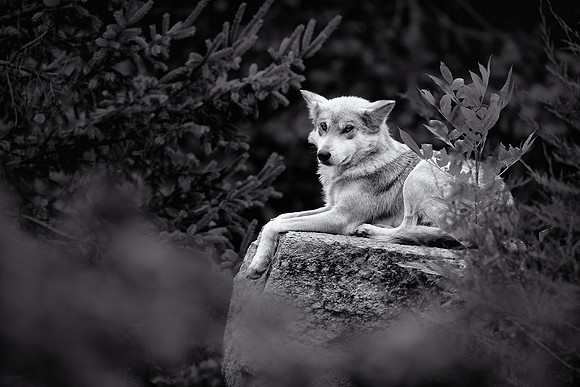 Mexican gray wolf (B&W version)
