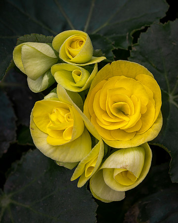 Yellow primroses