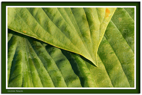 Leaf overlay