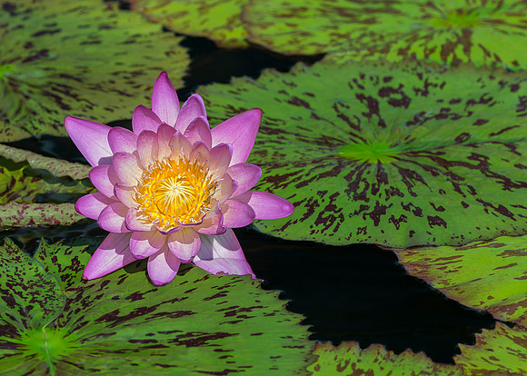Water Lily